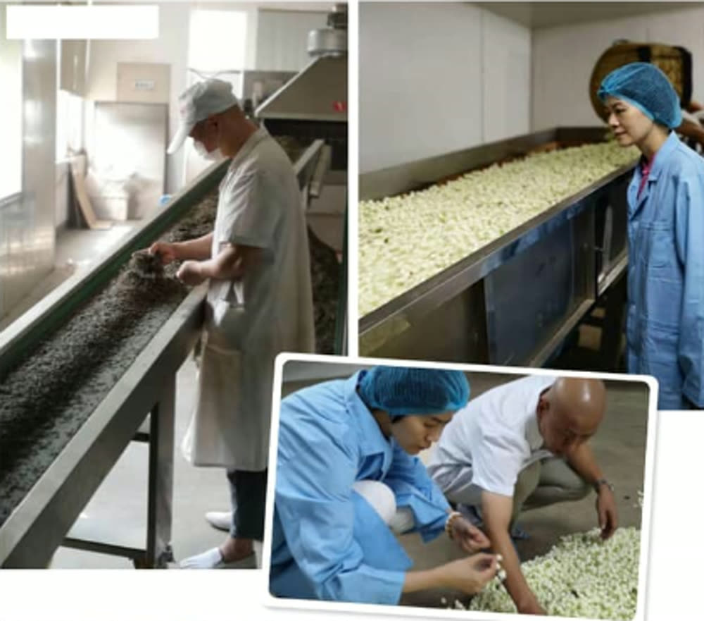 茉莉花茶製作 jasmine tea production